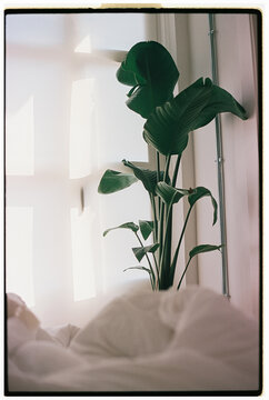 Soft Morning green Light 