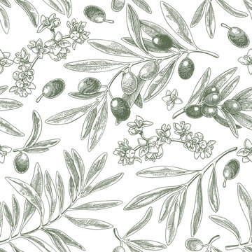 Drawing olive fruit branch seamless pattern. Hand drawn floral illustration, tree branches, flowers bloom, leaves, fruits background green vector. Drawings food. Edible foliage. Menu, wrapping card