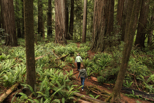 Hiking Redwood Forest Nature Trail