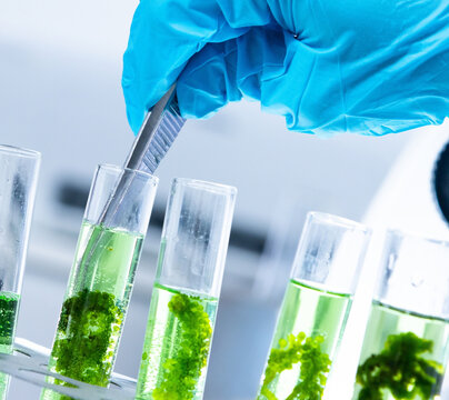 Gloved scientist pipetting green algae samples into test tubes in modern laboratory