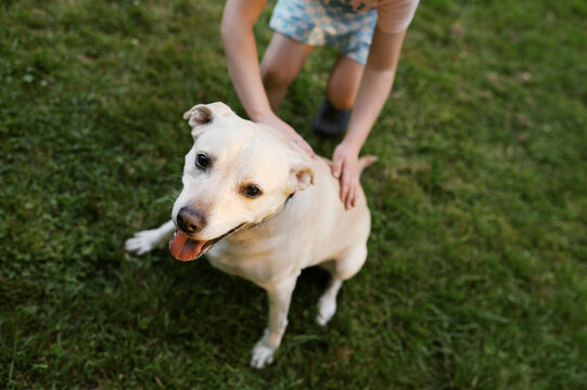 Happy yellow Labrador mix dog with little girl in yard