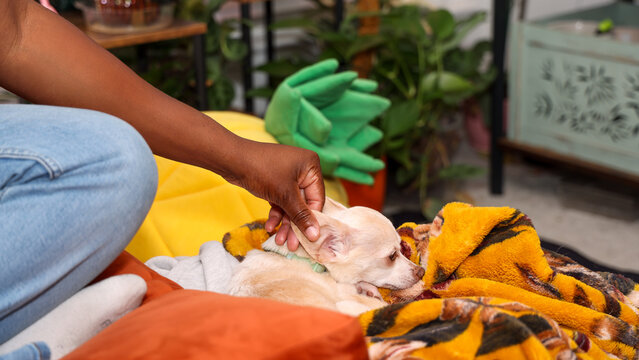 Woman Petting Small Dog
