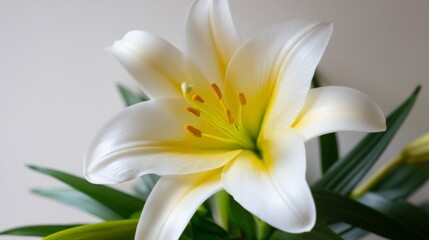 Fototapeta premium Radiant White Lily in Full Bloom with Midday Glow from Top Down Perspective