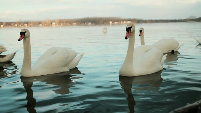 Close view of white swans floating on calm river water. Elegant birds reflecting on the surface, creating peaceful wildlife and nature harmony concept