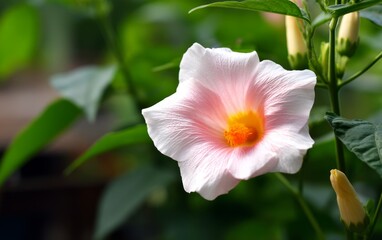 Obraz premium Unique and Detailed Shot of a Hard-to-Find Flower with Pink Petals