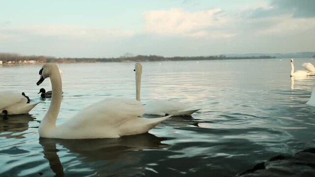 Close view of white swans floating on calm river water. Elegant birds reflecting on the surface, creating peaceful wildlife and nature harmony concept