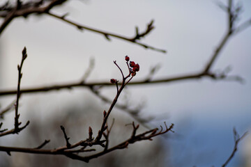 Macro Close-Up of Small Red Berries on Thin Deciduous Branches Against a Soft Blurred Sky