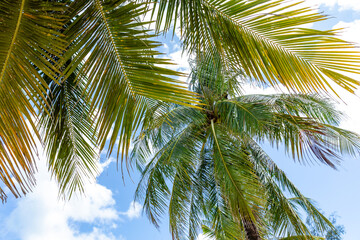 Obraz premium Lush green palm trees with long, vibrant fronds stretch upward against a bright blue sky, showcasing the beauty of tropical landscapes and the warmth of sunny weather