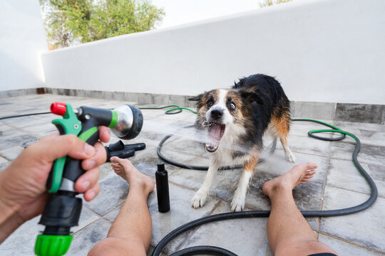 Border collie dog drinking water from garden hose on terrace