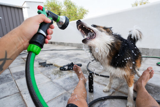 Border collie dog biting water jet from garden hose