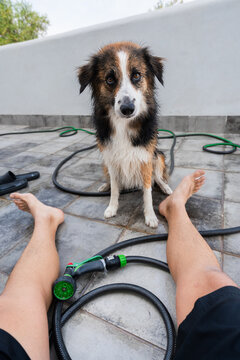 Wet border collie dog sitting after shower