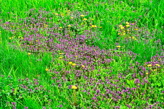Red deadnettle purple melittis (Lamium purpur) flower and dandelion