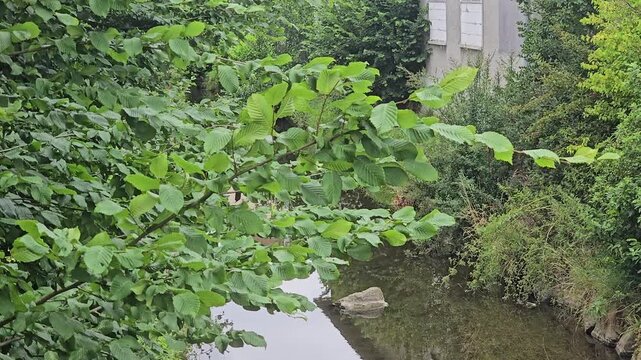 Green leaves of hazel tree (Corylus avellana) swaying in strong summer breeze