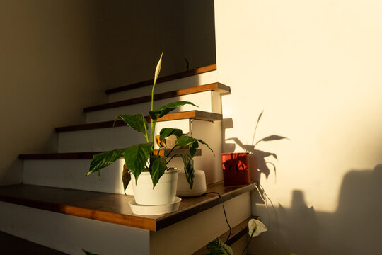 Sunlight Illuminating Indoor Plants on Wooden Staircase During Evening