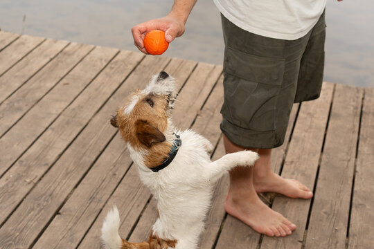 Man Playing Fetch with Jack Russell Terrier
