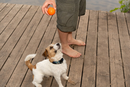 Man Playing Fetch with Jack Russell Terrier
