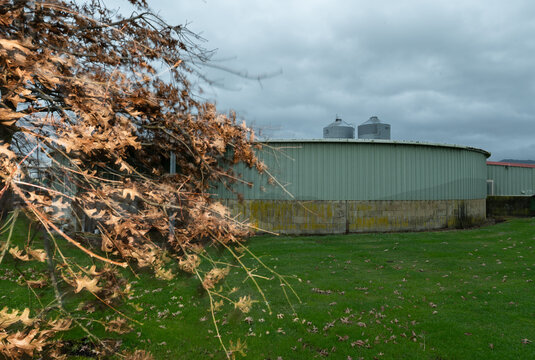 Winter Winds Blow Off the Last Leaves