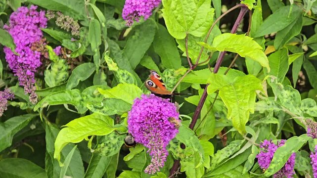 Peacock butterfly (Inachis io) on purple butterfly bush (Buddleja davidii)