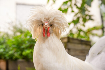 Close-up frontal portrait of white crested rooster in garden environment. Unique ornamental poultry breed, ornamental chicken, biodiversity and small farm animal concept. Animal personality