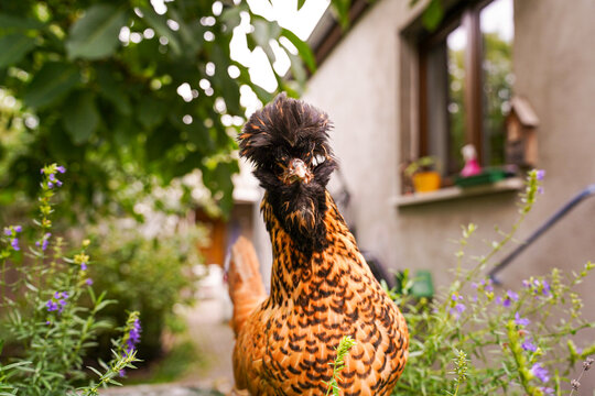 Brown ornamental chicken with distinctive crest standing in backyard garden. Decorative poultry breed, hobby farming, biodiversity and small livestock concept