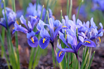 Blue dwarf Iris &lsquo;Harmony&rsquo; in flower.