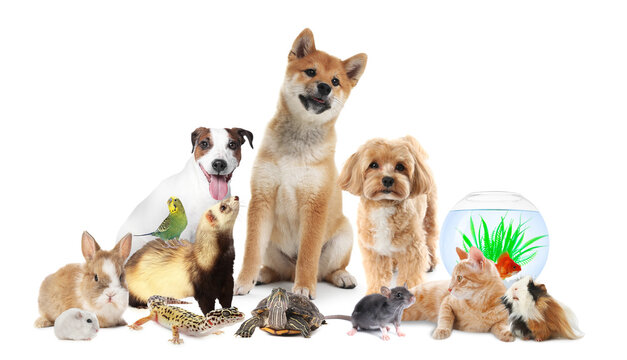 Cute pets on white background. Parrot, dogs, cat and other animals