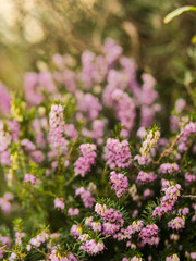 Naklejka premium Purple pink small flowers. Selective focus. Simple nature background. Soft and dreamy look and mood.