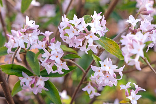 Pale pink Daphne bholua, or Nepalese Paper Plant in flower.