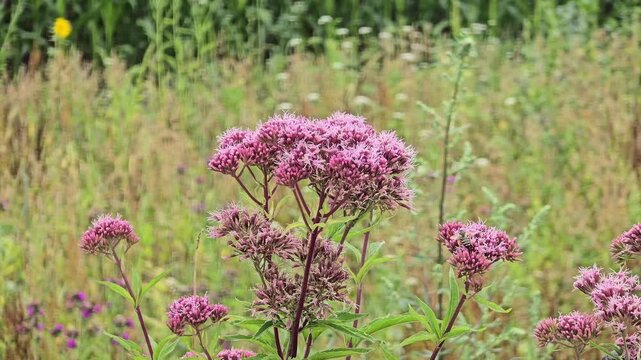 Close-up of blooming eupatorium purpureum in natural wildflower meadow