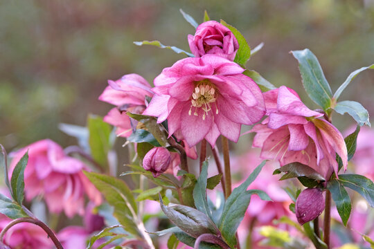 Helleborus x hybridus &lsquo;Double Ellen Red&rsquo;  lenten rose hellebore in flower.