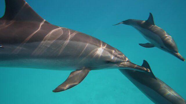 Dolphins playing in the blue water of Red sea. Underwater shot of wild dolphin taking breath. Aquatic marine animals in their natural habitat. Closeup of friendly bottlenose. Wildlife nature