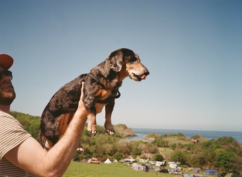 Dog Enjoying the View