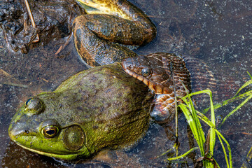 water snake nerodia sipedon sipedon predating on bull frog in the mud closeup