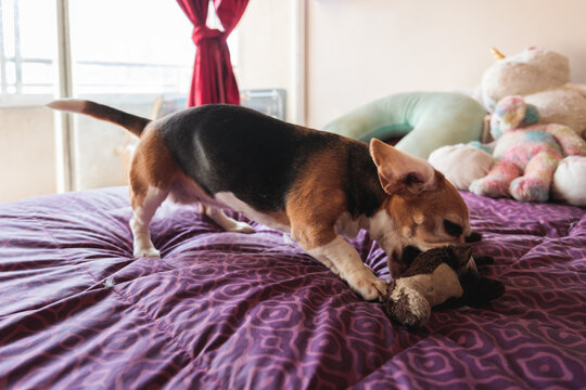 Energetic Beagle Chewing on Toy