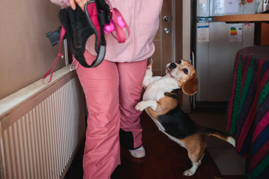 Excited Pet Ready for a Walk