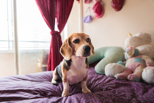 Calm Dog Sitting on Bed