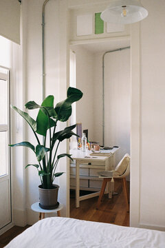 Cozy Workspace With a Green houseplant