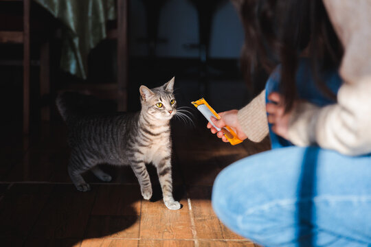 Curious Tabby Cat Approaching a Snack