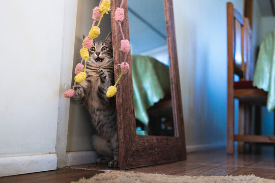 Playful Kitten Clawing at Colorful Yarn Garland