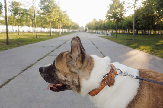  dog walking on a leash
