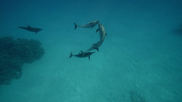 Dolphins playing in the blue water of Red sea. Underwater shot of wild dolphin taking breath. Aquatic marine animals in their natural habitat. Closeup of friendly bottlenose. Wildlife nature