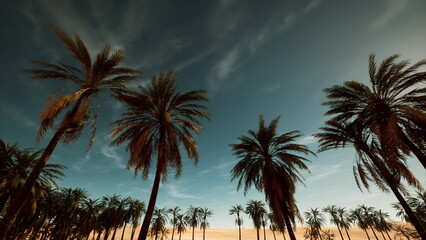 Fototapeta premium sunset palm silhouettes over beach horizon, cinematic lowangle view of tall palms and fronds swaying in warm breeze, deep teal sky with streaking clouds,