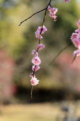 日本の梅園の梅