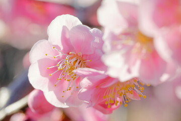 日本の梅園の梅