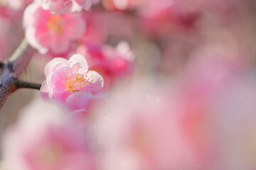 日本の梅園の梅