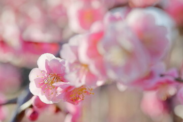 日本の梅園の梅