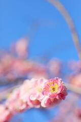 日本の梅園の梅