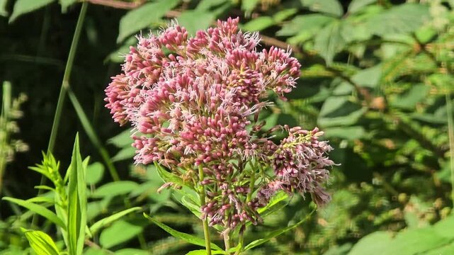 Close-up bee collecting pollen on eupatorium cannabinum swaying in breeze