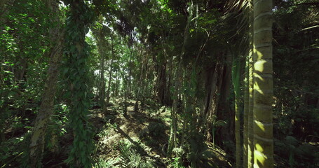 Obraz premium sunlit jungle clearing with tall slender trunks and carpets of ferns, warm beams highlight textured bark and layered leaves, inviting field photographers