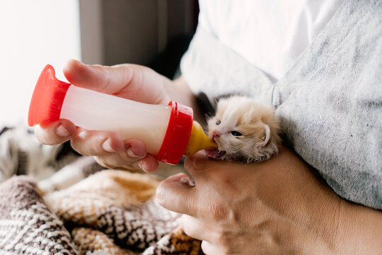 Woman feeds a small kitten from a bottle in a cozy setting